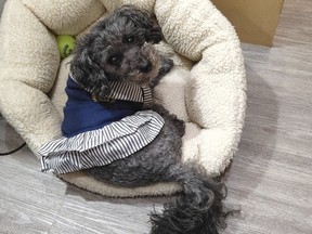 Anita Ahenakew legte Berufung gegen eine Gerichtsentscheidung ein, dass ihr Hund Gracie getötet werden sollte, und behauptete, andere, weniger strenge Maßnahmen zur Verhinderung eines zukünftigen Angriffs seien nicht in Betracht gezogen worden. Richter Grant Currie war anderer Meinung und bestätigte den Zerstörungsbefehl.