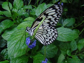 Un papillon noir et blanc se repose sur une plante dans le Butterfly Conservatory près de Niagara Falls, en Ontario.