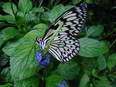 A black and white butterfly is shown resting on a plant in the Butterfly Conservatory near Niagara Falls, Ont.