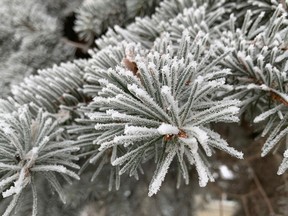 Spruce boughs are covered in hoarfrost.