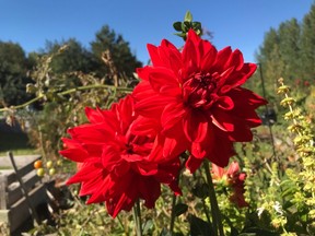 A Babylon Red dahlia flower is shown growing from a cloned dahlia tuber. Photo by Jackie Bantle