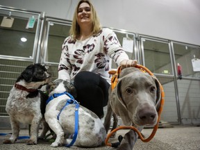 Melissa David of Parachutes for Pets and her dogs Hudson, Jack and Charlie, are seen in Calgary, Alta., Thursday, Feb. 6, 2020.