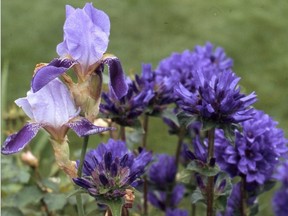 The dark purple falls of a two-toned bearded iris echo the colour of a purple clustered bellflower. Photo by Sara Williams.