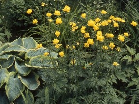 The yellow flowers of Trollius globe flower with the yellow margin of hosta foliage. Photo by Sara Williams