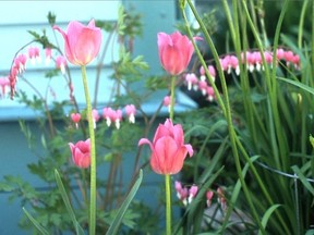 Une tulipe rose et un rose cœur saignant présentent la même couleur mais un contraste de feuillage.  Photo de Sarah Williams