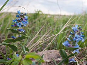 This May 2013 photo shows a conservation area near Saskatoon, Saskatchewan.
