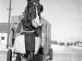 A photo of frosty-faced veteran Co-op dairy wagon horse, Tim, on his Nutana route, from Jan. 5, 1959. (City of Saskatoon Archives StarPhoenix Collection S-SP-B5182-4)