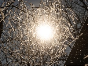 The sun shines through branches coated in hoar frost. in Saskatoon, Jan. 6, 2023.