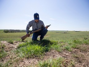 A rancher with his rifle checks on a former coyote den on his ranch south west of Perdue, SK in July of 2018.