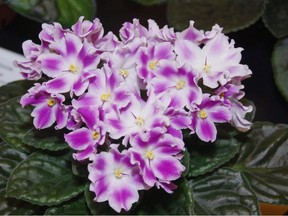 African violet flowers. Photo by Peter Bailey.
