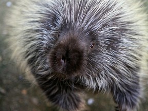 tree species The Saskatoon Forestry Farm Park and Zoo has announced that Georgia the North American Porcupine died on Dec. 31, 2022.
