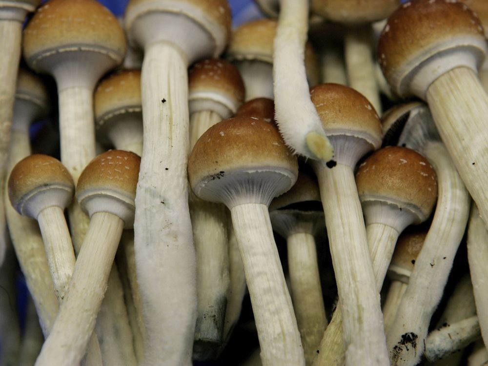 A recreational magic mushroom industry is popping up in Canada as advocates mount legal challenges arguing the federal government should regulate psilocybin so it can be more readily available to patients who need it. Magic mushrooms are seen in a grow room in Hazerswoude, Netherlands on Aug. 3, 2007.
