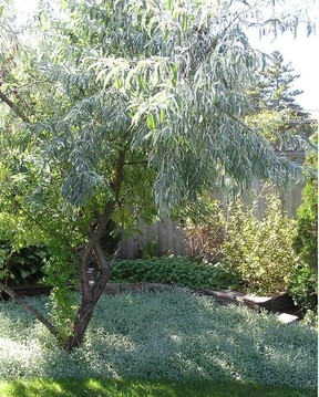 Russian olive with snow-in-summer as a ground cover. Photo by Sara Williams