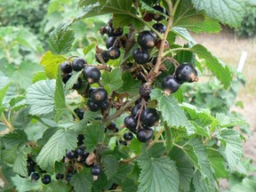 Black currants are excellent in juice, wine, liqueur, ice cream, jam, jelly, syrup and candy.
