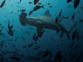 A hammerhead shark swims close to Wolf Island at Galapagos Marine Reserve in Aug. 19, 2013.