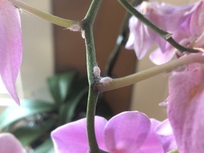 Mealy bugs on an orchid stem.