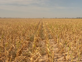 Corn fields ruined by a historic drought in Argentina, highlighting the risks of increasingly severe weather around the world for food supplies.