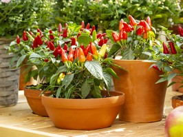 Small red jalapeno peppers grow in clay pots. A group of hot peppers at the harvest festival. Ripe red hot chili jalapenos on a branch of a bush Vegetables