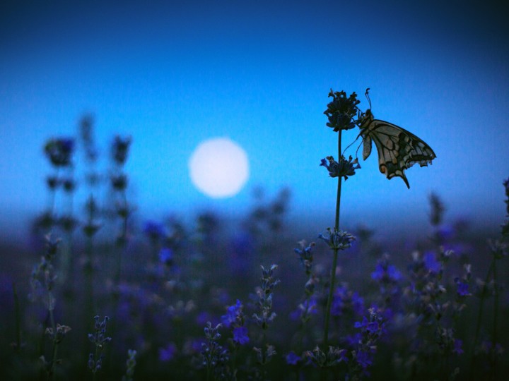  Moon gardens are having a moment in 2023. Create your own nocturnal garden by selecting flowers that bloom at night and release their sweet fragrances after dark. Plant choices include moonflower, nicotiana, mock orange, brugmansia, petunias and night-blooming jasmine.