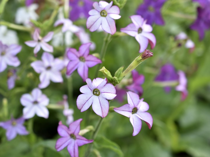 Nicotiana is an ideal planting choice for flower beds and borders. Available colours include red, pink, purple, green, white and bicolour. In addition to injecting pops of colour to your moon garden, the blossoms give off a sweet fragrance.
