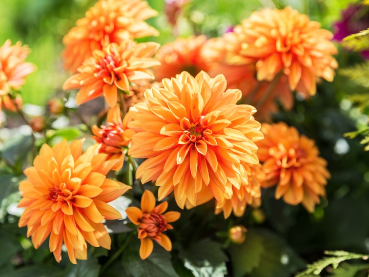  Terracotta hues are trending for gardens this year. Add orange and bronze blooms to your flower bed, such as these colourful dahlias.
