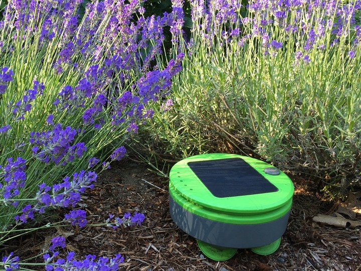  From the maker of the Roomba, Tertill has unveiled its Weeding Robot. Powered by the sun, the robot weeds your garden in two- to five-minute intervals for one to two hours a day.