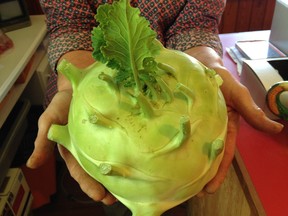 This Kossak kohlrabi is very large but tender and sweet. Photo by Jackie Bantle.