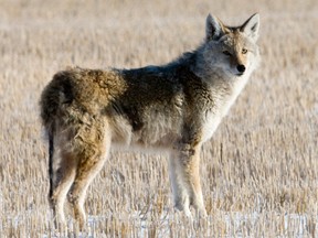 File photo of a coyote south of Saskatoon.