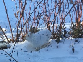 Rabbit in wild garden. Photo by Jill Thomson