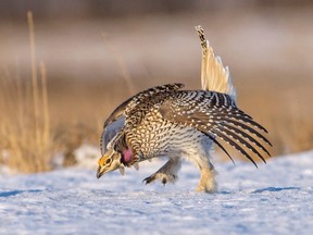 Sharp-tailed grouse gather on leks in springtime, when the males perform their spectacular courtship dances. Photo by May Haga.