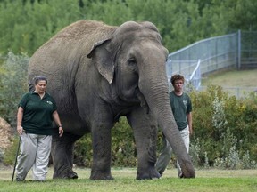 The Edmonton Valley Zoo is releasing medical information about an elephant in its care named Lucy after animal rights groups protested for years that she should be moved to a sanctuary. Lucy the elephant with her handlers are shown at the zoo on Thursday, September 17, 2009.
