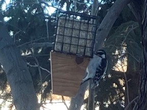 Woodpecker on feeder. Photo by Jill Thomson.