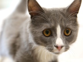 A single, unspayed female cat and her offspring can produce more than 400,000 cats in their lifetimes. To reduce the number of homeless cats in Saskatoon, pet owners are urged to spay or neuter their cats. Photo: City of Saskatoon