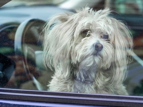 On a summer’s day, never leave your pet unattended in a parked car for any length of time. Within minutes, the temperature inside the car can rise to dangerous levels, leading to the animal’s death or irreparable damage. Photo: Getty