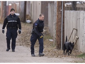 SASKATOON, SK: NOVEMBER 16, 2009 -- A K-9 member of the Saskatoon Police Service does an evidence search near a murder scene in the 400 block of Avenue H South in Saskatoon Monday, November 16, 2009. A 33-year-old male was declared Saskatoon's sixth homicide of the year after dying in hospital.
