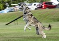 Saskatoon Disc Dogs is growing the sport of K9 Frisbee, with its popular Toss and Fetch league and UpDog competitions.  Photo: Saskatoon Disc Dogs