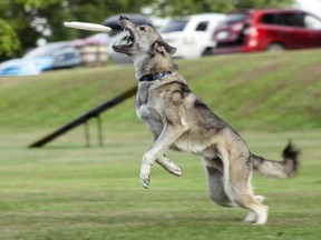 Saskatoon Disc Dogs is growing the sport of K9 Frisbee, with its popular Toss and Fetch league and UpDog competitions.  Photo: Saskatoon Disc Dogs