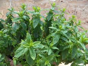 Mint plants