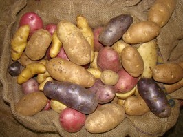 041223-potato_group_276980032