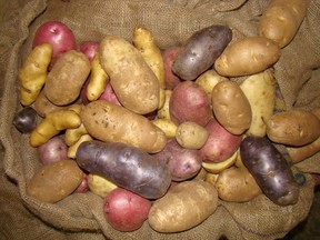 Various potato cultivars that will mature during the Saskatchewan growing season. Photo by Jackie Bantle.