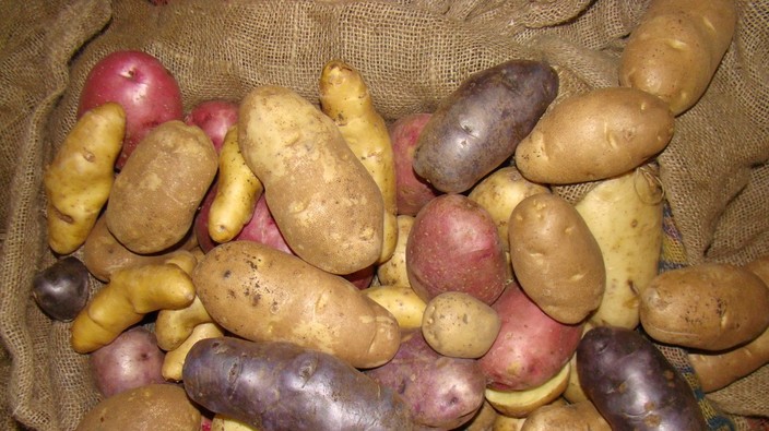 Lots of options for growing potatoes on the Prairies