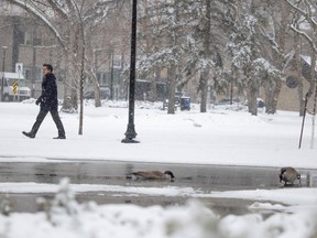 A pedestrian walks through Victoria Park during a snowfall on Wednesday, April 19, 2023 in Regina.