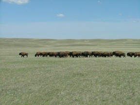 On this day in history in 2006, a herd of 72 plains bison were released into Grasslands National Park, near Val Marie, Sask., as part of a restoration project, marking the first time the animals have roamed in the region in 120 years.