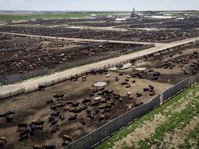 Cattle at the Thorlakson Feedyards near Airdrie, Alta., Thursday, May 28, 2020. A Chinese ban on Canadian beef that industry officials expected would be short-lived remains in place 17 months later, and industry representatives say they remain in the dark about the reasons.