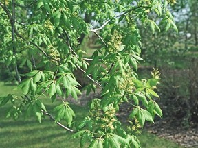 Ohio buckeye with palmately compound leaves and spring flowers. Photo by Sara Williams