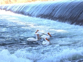 pelicans at the Saskatoon Weir
