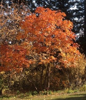 Frêne de montagne voyant avec feuillage d'automne orange.  Photo de Hugh Skinner.