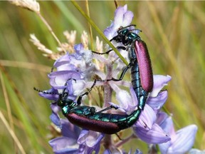 Nuttall's blister beetles