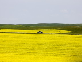 Beautiful yellow canola fields in Saskatchewan