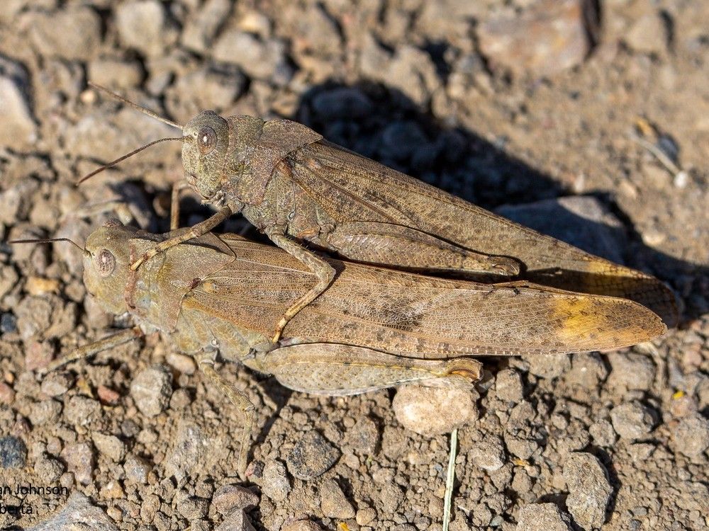 Sask. gardening Grasshoppers may be unwanted but aren t all bad